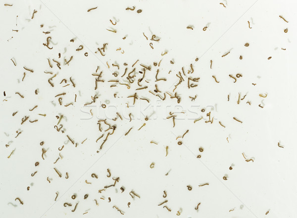 ţânţar înot insectă bug Imagine de stoc © rghenry