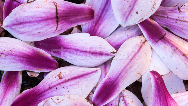 Magnolie petale moale textură Imagine de stoc © rghenry