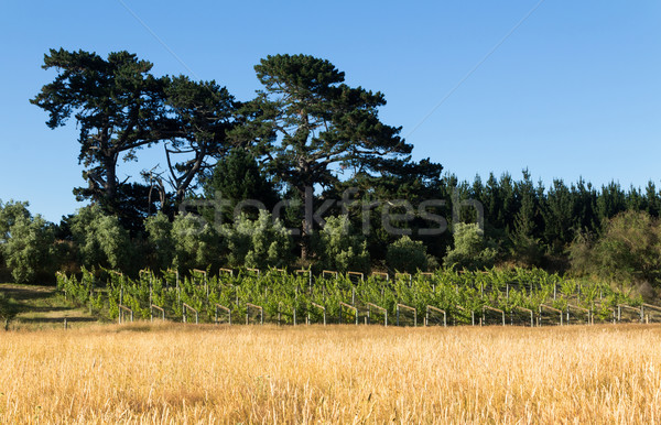  Small Vineyard Stock photo © rghenry