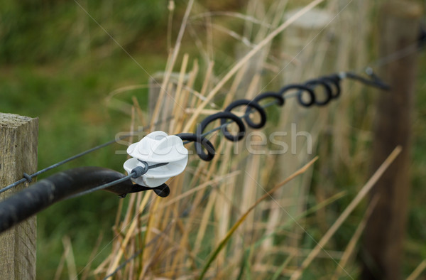 White Wire Insulator Stock photo © rghenry