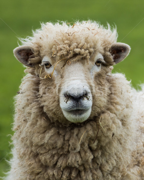 Nova Zelândia ovelha inverno lã casaco grama Foto stock © rghenry