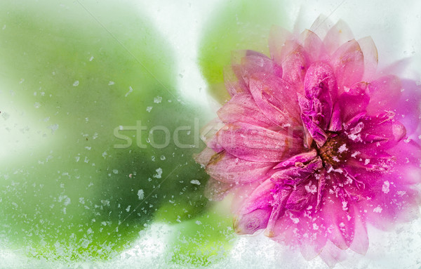 Fagyott virág jég növény hideg Stock fotó © rghenry
