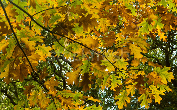 Maple Autum Colors Stock photo © rghenry