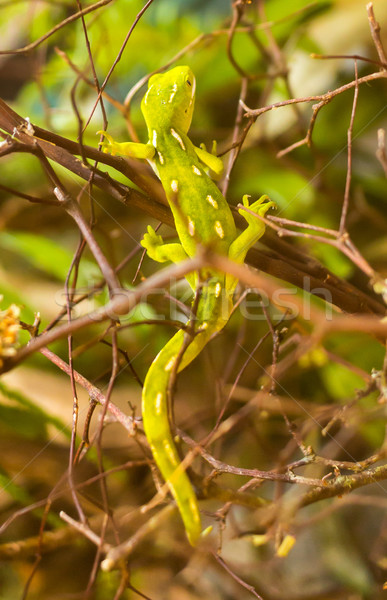 Stock photo: Green Gecko