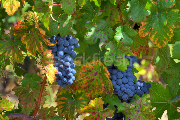 Grapes before harvesting. Piedmont, Italy. Stock photo © rglinsky77