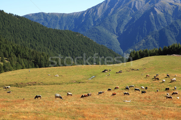 Alpejski Włochy stado krów Zdjęcia stock © rglinsky77