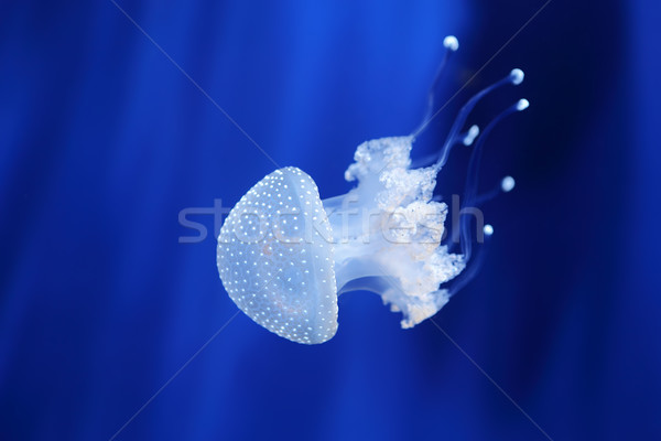 Alb meduză acvariu Italia frumos apă Imagine de stoc © rglinsky77