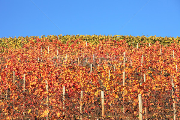 Multicolored vineyard hill. Piedmont, Northern Italy. Stock photo © rglinsky77