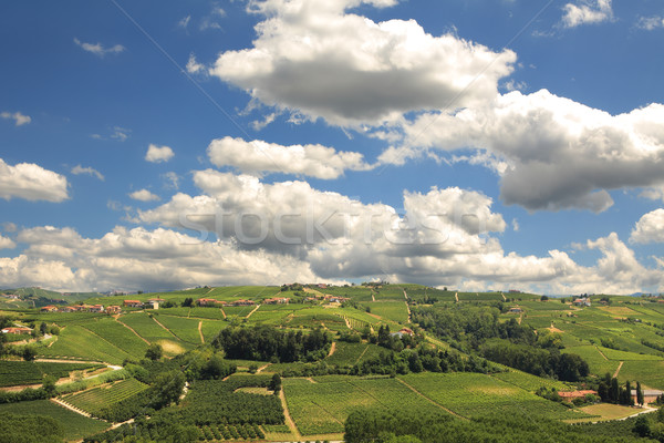 Hills of Piedmont. Northern Italy. Stock photo © rglinsky77
