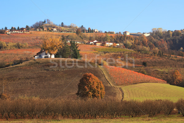 Hills and vineyards of Piedmont at fall. Northern Italy. Stock photo © rglinsky77