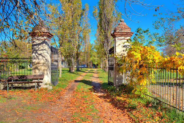Country road among trees covered with yellow leaves in Italy. Stock photo © rglinsky77
