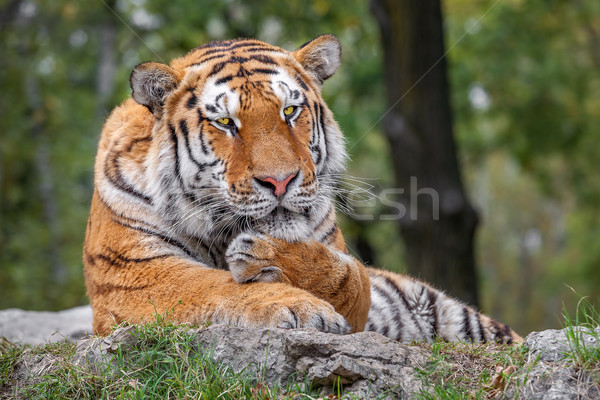Tiger lying on the ground in safari. Stock photo © rglinsky77