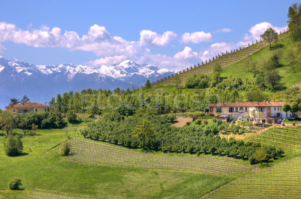 Hills of Piedmont. Northern Italy. Stock photo © rglinsky77