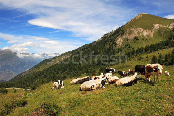 A herd of cows on the meadow. Stock photo © rglinsky77