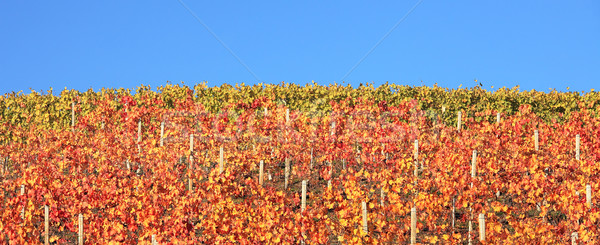 Multicolored vineyard hill. Piedmont, Northern Italy. Stock photo © rglinsky77