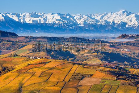 Foggy morning over the hills and vineyards in Italy. Stock photo © rglinsky77