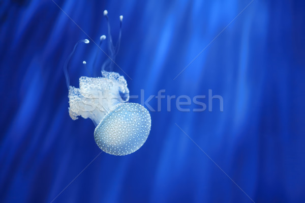 [[stock_photo]]: Blanche · méduse · aquarium · Italie · belle · eau