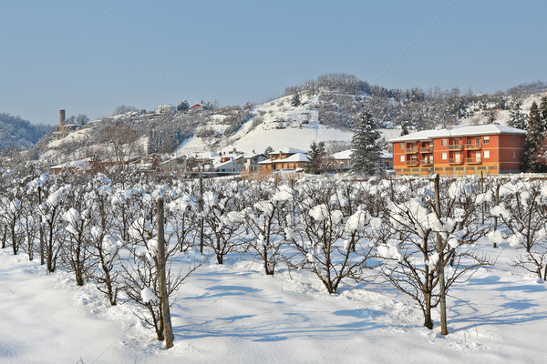 Ländlichen Plantage bedeckt Schnee Italien Bäume Stock foto © rglinsky77