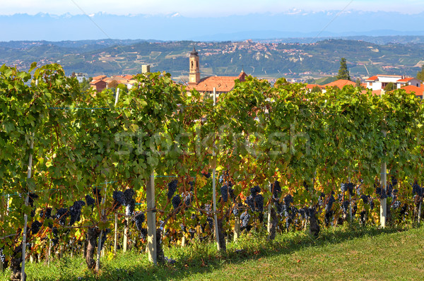 Vineyards with ripe grapes in Italy. Stock photo © rglinsky77