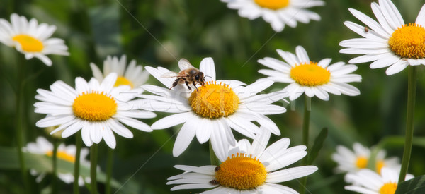 Bee on camomile. Stock photo © rglinsky77