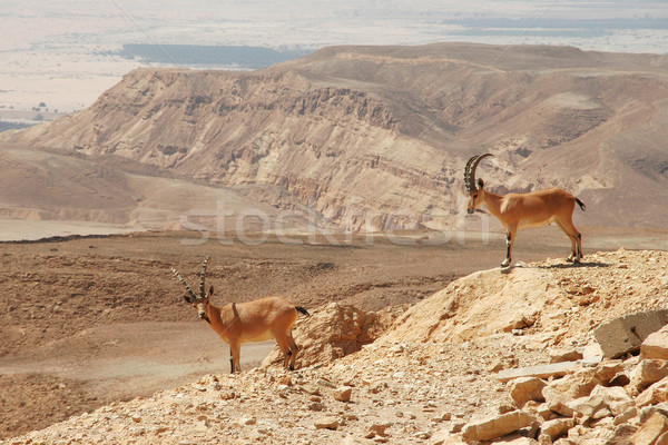 Ibexes on the cliff. Stock photo © rglinsky77