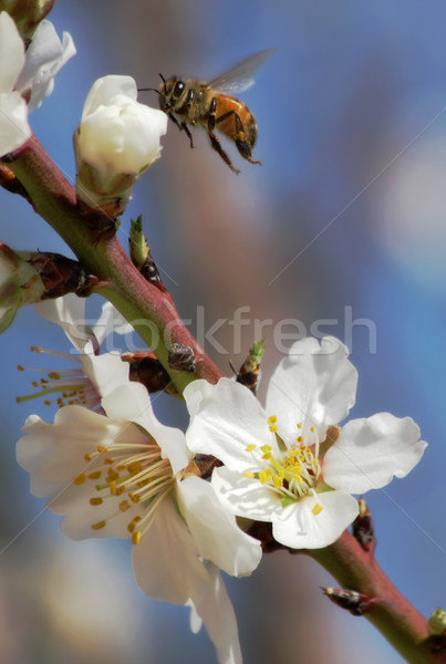 [[stock_photo]]: Abeille · rassemblement · pollen · amande · fleurs · vertical