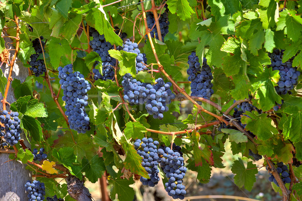 Ripe grapes. Piedmont, Italy. Stock photo © rglinsky77