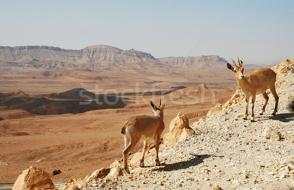 Ibexes on the cliff. Stock photo © rglinsky77