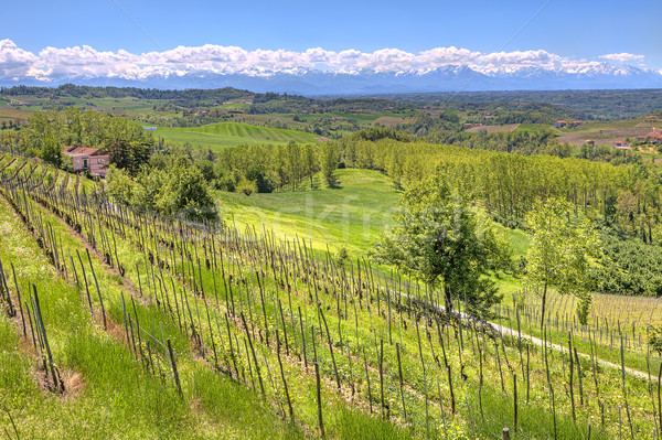 Hills and vineyards of Piedmont, Italy. Stock photo © rglinsky77