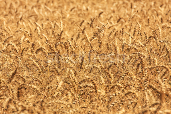 İsrail altın buğday büyüme kırsal Stok fotoğraf © rglinsky77