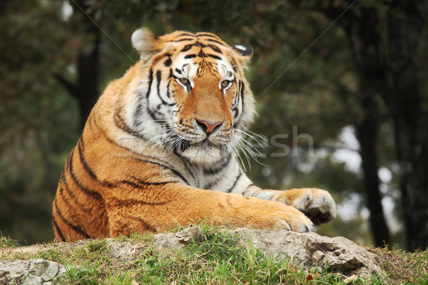 Ruhend Tiger Porträt Safari Park Natur Stock foto © rglinsky77