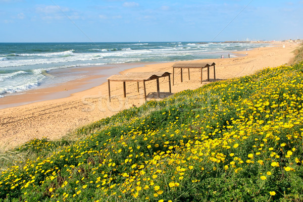 Yellow flowers and the beach on Mediterranean sea. Stock photo © rglinsky77