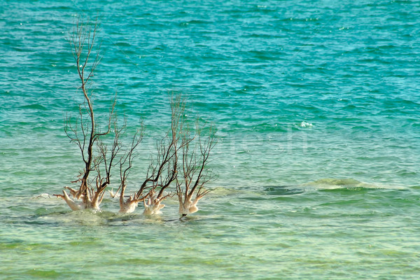 Yalnız ağaç dalgalar İsrail Stok fotoğraf © rglinsky77