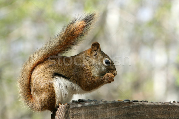Red Squirrel Eating Sunflower Seeds Stock photo © rhamm