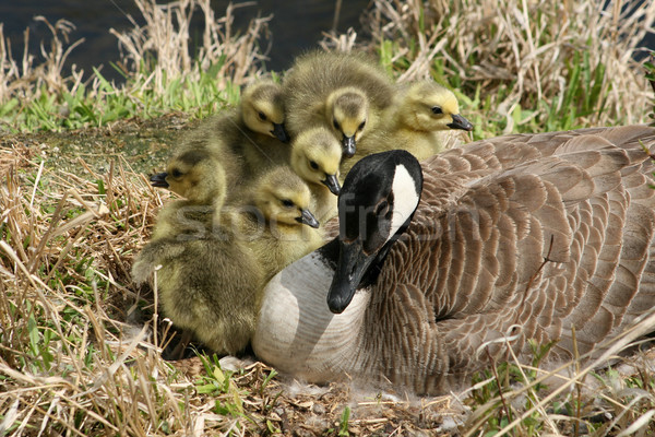 Stock photo: Canada Goose and Six Goslings