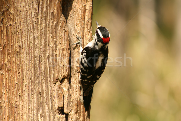 Downy Woodpecker on the Trunk of a Tree Stock photo © rhamm