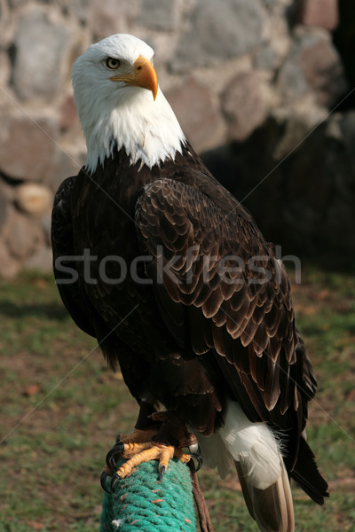 Bald Eagle on a Perch Stock photo © rhamm