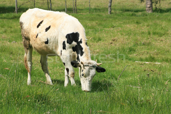 Black and White Holstein Grazing Stock photo © rhamm