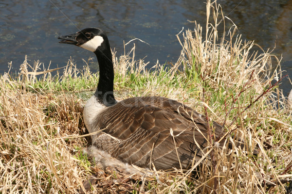 Canada Goose on a Nest Stock photo © rhamm