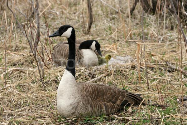 Male Canada Goose Protecting Female and Goslings Stock photo © rhamm