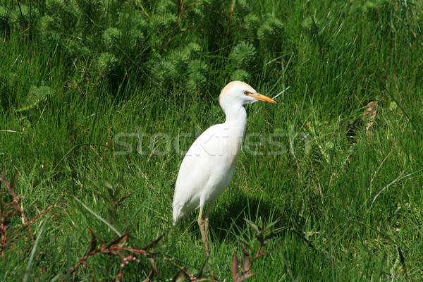 Cattle Egret with Brown Head Feathers Stock photo © rhamm