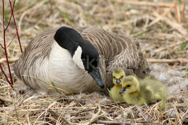 Canada Goose and Two Goslings Stock photo © rhamm