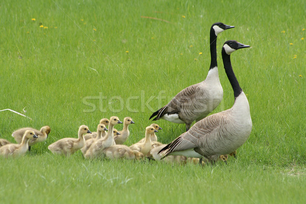Two Adult Canada Geese with a Gaggle of Goslings Stock photo © rhamm
