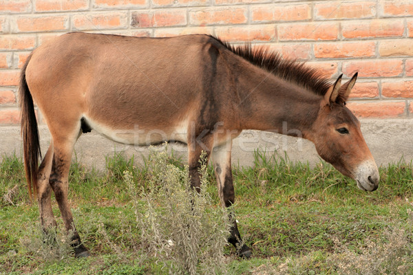 Brown Mule in Cotacachi Stock photo © rhamm