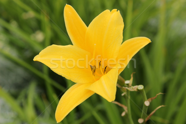 Foto stock: Amarelo · lírios · crescente · jardim · de · flores
