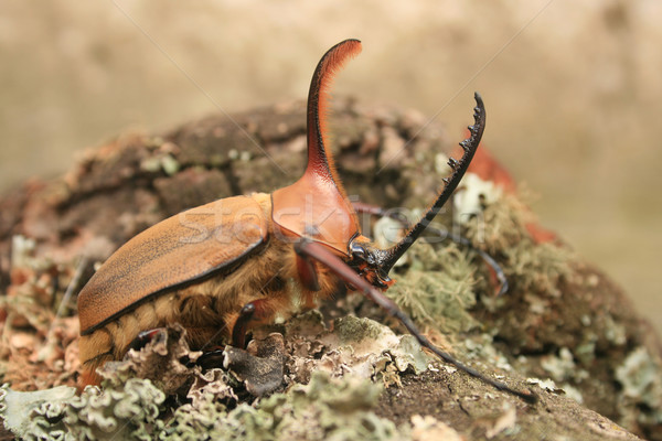 bug zwarte penis