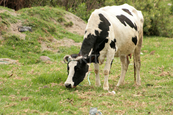 Holstein Cow in a Pasture Stock photo © rhamm