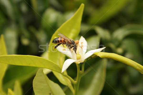 Bee Pollinating Lemon Tree Stock photo © rhamm