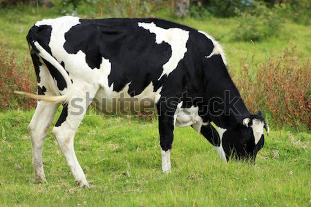 Holstein Cow Grazing Stock photo © rhamm