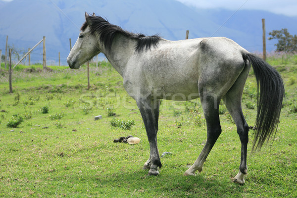 Fehér ló testtartás áll gazdák mező állat Stock fotó © rhamm